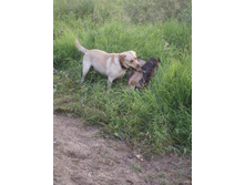 ������ ������� ����