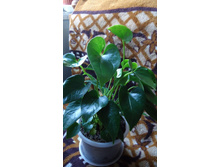 �������� � �������� ��������.JPG