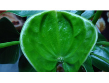 ������ ���������.JPG