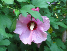 ��������� ����������. �������� ����, ��. ����������. 605.jpg