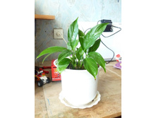 06.04.2012 11:17:53