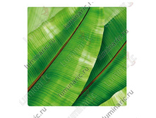 ������� ��������� ��*�*�*��, 18��