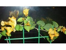 ������ ���� �� ������