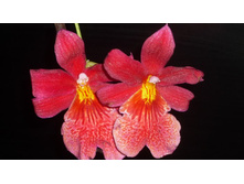 ������� ���������