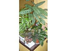 ��� ������� ������