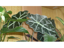 �������� �� ������-�����