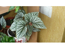 ������� ����������