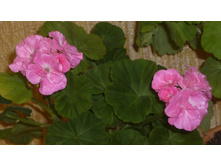 ���-��������