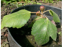 ����� ���� �������� ������