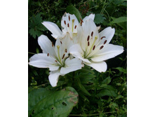 ������� ���� ����� ��������