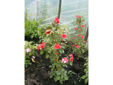 �������� ���������