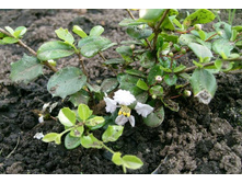 ��� ������ ���������