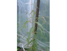 �������� ��������. ��� �����