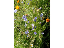 ��� ���?