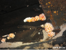 ��� �������)