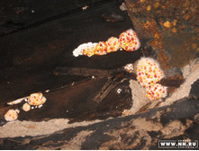 ��� �����