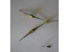 Pelargonium elongatum. ������ ������ :)