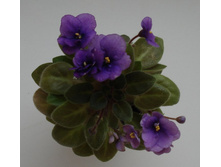 DSC05372.JPG