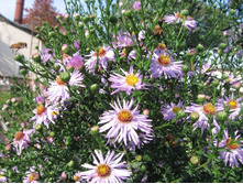 1. ������-���������, �� 50 �.