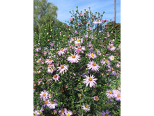 ��. ����. ����