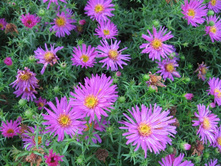 ��. ����. ����