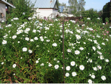 ��. ����. ����