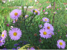 4. ��������-�������, �� 50 �.