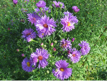 ��. ����. ����