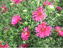 ��. ����. ���� �����������