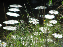 ��������, ����