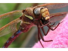 ��������� ������ڣ�