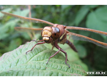 ���������-2