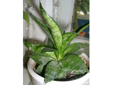 ����  �����������