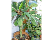 ������� � ����� ���������