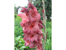 �������