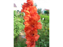 ������� ����