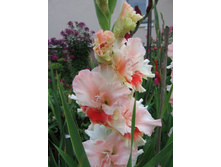 ������� �����