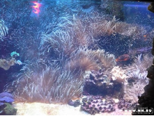 ������ ���