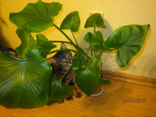 ����� �����, ��������