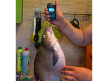 ������ 2470 (2).jpg