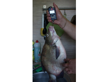 ������ 2470 �������.jpg