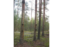 ���� �����