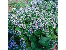 �������� ���������*