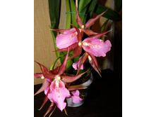 ���������� \"���� ���\"