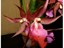 ���������� \"���� ���\"