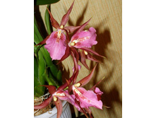 ���������� ���� ���