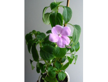 "������" ������������