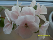 Mawerick Appleblossom