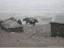 �����, ������, ������, ���������