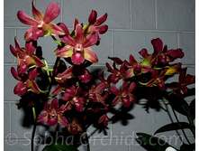 Den. Samphran Brown.jpg